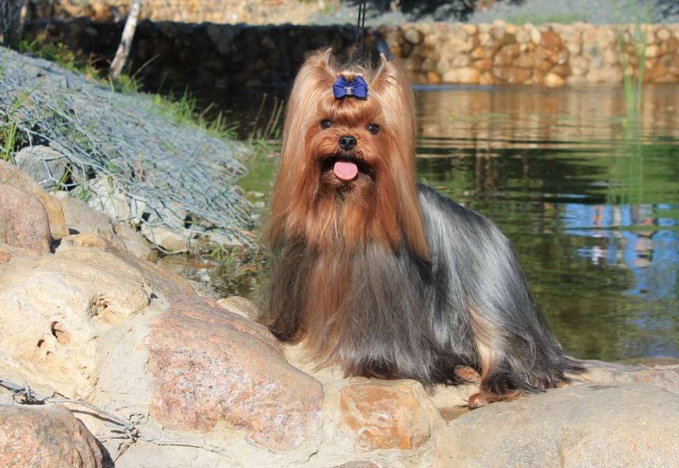 Собаки в Москве: Мальчик Йоркширского терьера для вязки. Мальчик, 10 000 руб. - фото 4