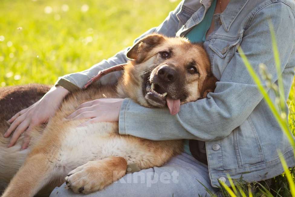 Собаки в Москве: Метис в добрые руки! Девочка, очень умная Девочка, Бесплатно - фото 10
