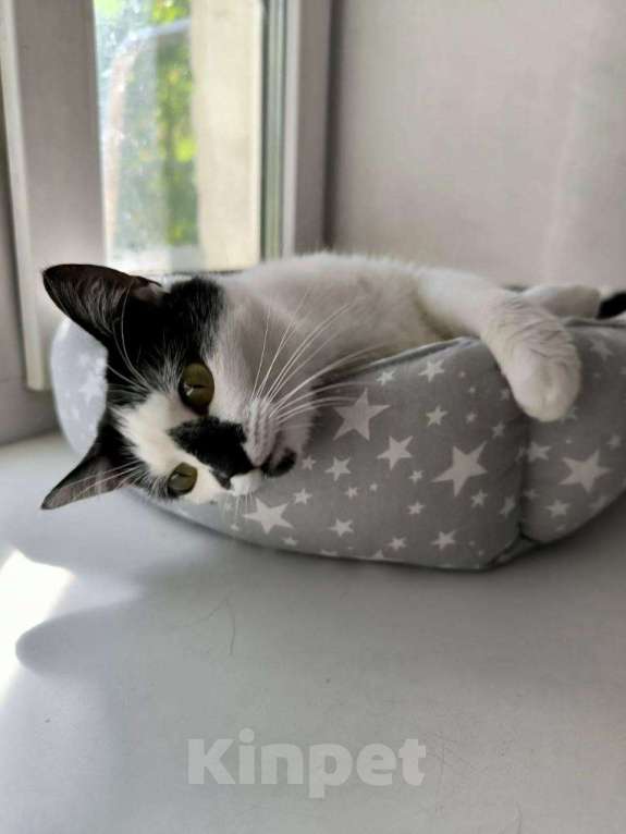 Кошки в Королеве: микро-кошечка Нюша ищет дом. Девочка, Бесплатно - фото 2