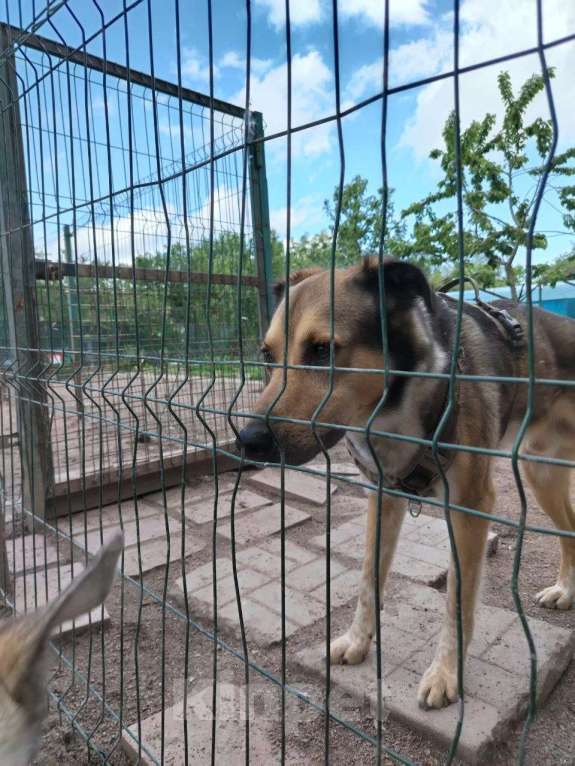Собаки в Санкт-Петербурге: Домашний пёс-потеряшка ищет новую семью Мальчик, Бесплатно - фото 2
