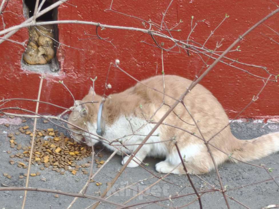 Кошки в Москве: Нашелся кот Мальчик, Бесплатно - фото 1