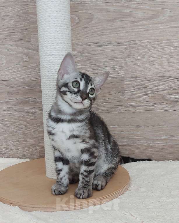 Кошки в Москве: Бенгальский мальчик  Мальчик, 55 000 руб. - фото 3
