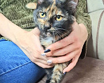Кошки в Москве: Котёнок Торти в добрые руки  Девочка, Бесплатно - фото 2