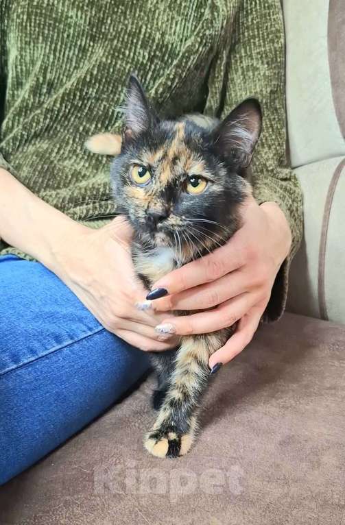 Кошки в Москве: Котёнок Торти в добрые руки  Девочка, Бесплатно - фото 2