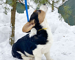 Собаки в Москве: Щенки вельш-корги кардиган Мальчик, 30 000 руб. - фото 5