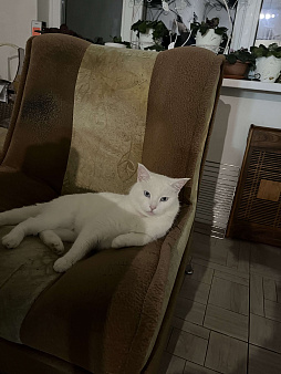 Пропала кошка