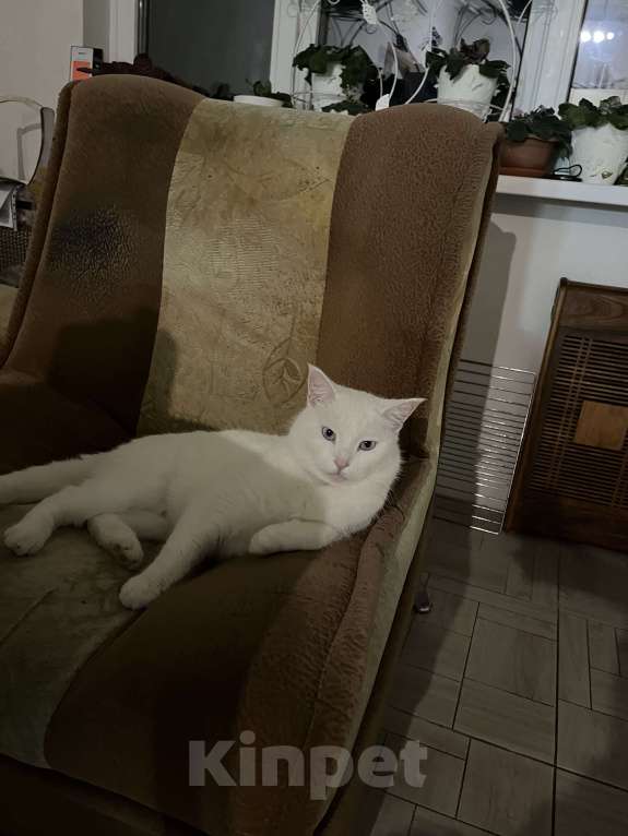 Кошки в Сочи: Пропала кошка Девочка, 10 000 руб. - фото 1