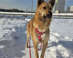 Собаки в Москве: Шикарный парень Рэй в добрые руки! Мальчик, Бесплатно - фото 3