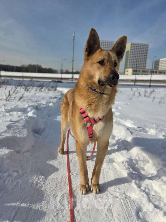 Собаки в Москве: Шикарный парень Рэй в добрые руки! Мальчик, Бесплатно - фото 3