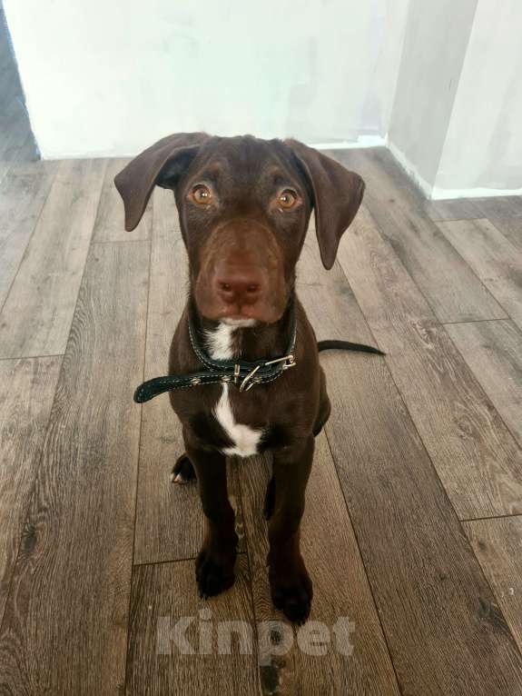 Собаки в Липецке: Щенок в добрые руки Мальчик, Бесплатно - фото 2