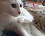Кошки в Юрьеве-Польском: Ищут дом Девочка, Бесплатно - фото 5