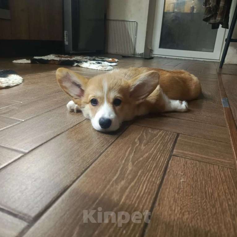 Собаки в Краснодаре: Щенок девочка Девочка, Бесплатно - фото 1