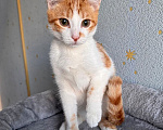 Кошки в Москве: Тоша, маленький персиковый котенок, который ждёт своего человека Мальчик, Бесплатно - фото 4