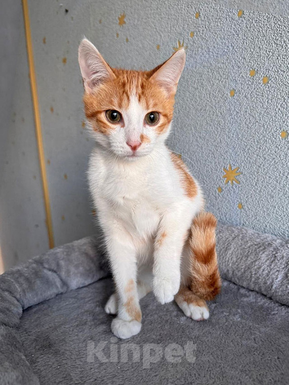 Кошки в Москве: Тоша, маленький персиковый котенок, который ждёт своего человека Мальчик, Бесплатно - фото 4