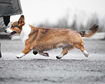 Собаки в Воскресенске: Вязка Вельш корги кардиган Мальчик, Бесплатно - фото 3
