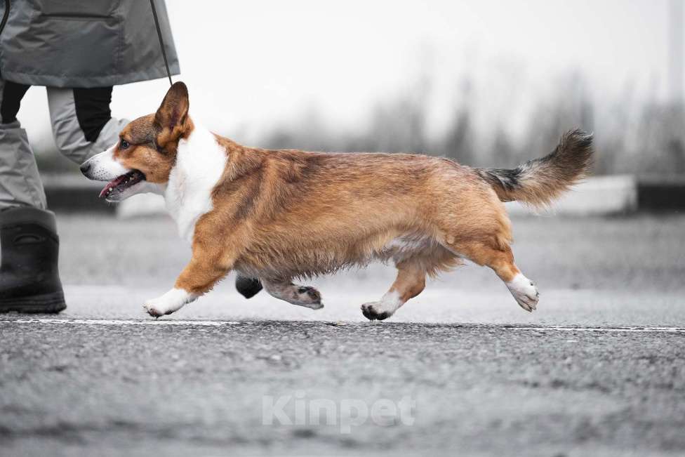 Собаки в Воскресенске: Вязка Вельш корги кардиган Мальчик, Бесплатно - фото 3