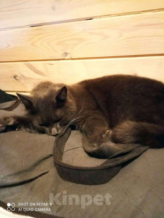 Кошки в Санкт-Петербурге: Филечка сладкий пирожочек Мальчик, Бесплатно - фото 2