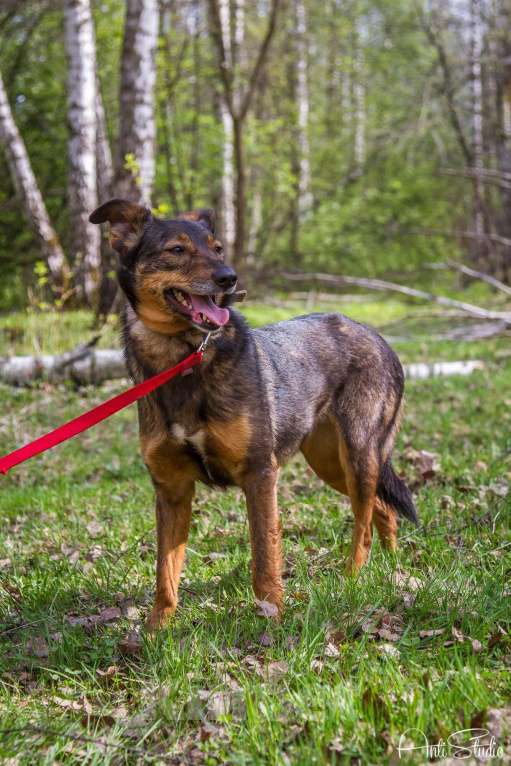 Собаки в Москве: Зита Девочка, Бесплатно - фото 3