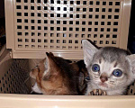 Кошки в Ижевске: Абиссинские малыши, 10 000 руб. - фото 3