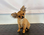 Собаки в других городах Амурской области: Мальчик чихуахуа Мальчик, 30 000 руб. - фото 1