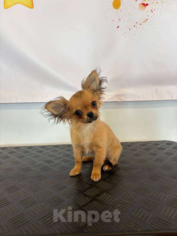 Собаки в других городах Амурской области: Мальчик чихуахуа Мальчик, 30 000 руб. - фото 1