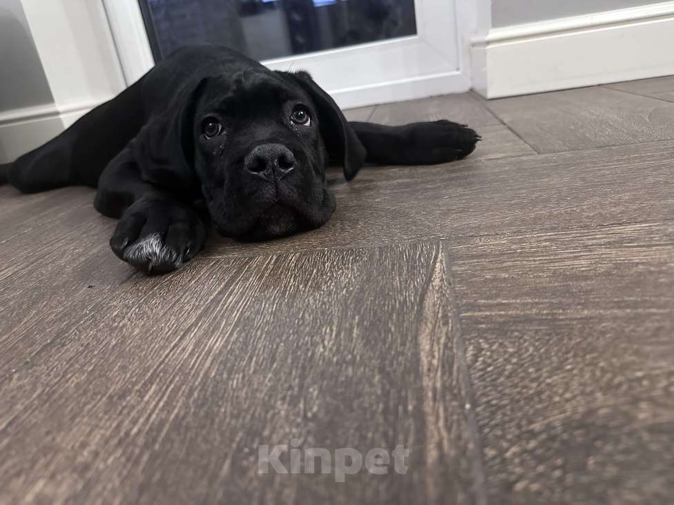 Собаки в других городах Московской области: Щенок кане-корсо Девочка, 40 000 руб. - фото 4