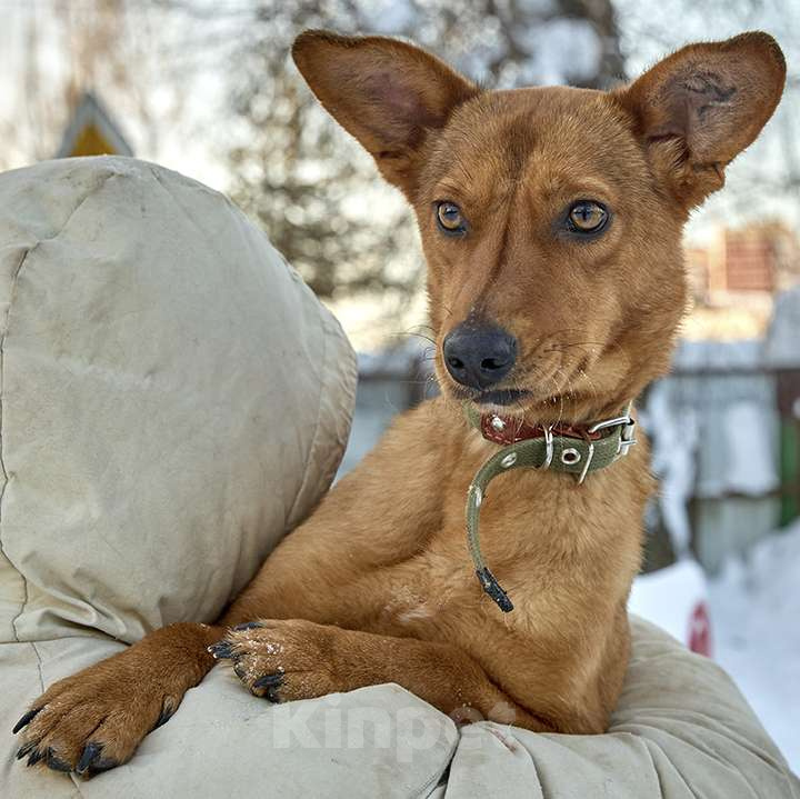 Собаки в Москве: Рыжее солнышко ВИНКИ ищет семью Девочка, 10 руб. - фото 1