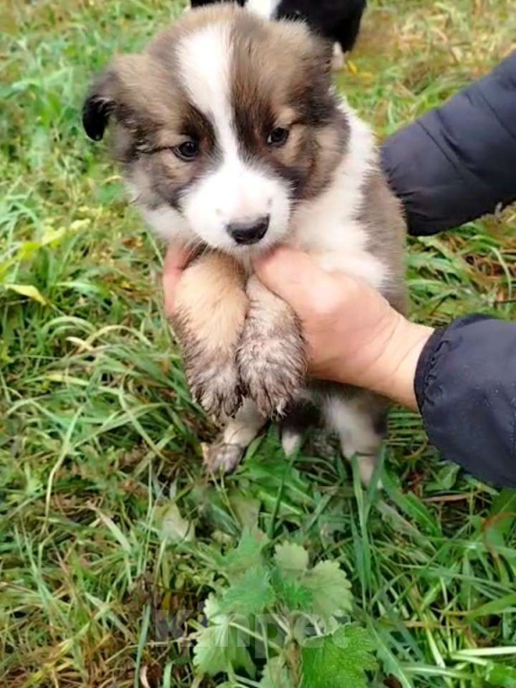 Собаки в Самаре: Кендис Девочка, 35 000 руб. - фото 1