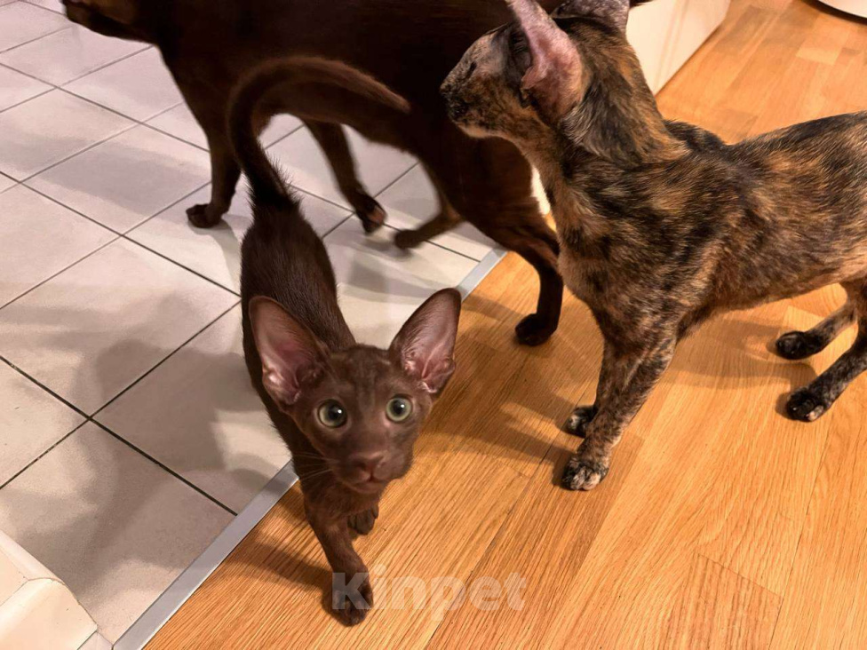 Кошки в Москве: Ориентальный котенок Девочка, 65 000 руб. - фото 2