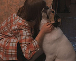 Собаки в Владимире: Пропал мой верный друг( Девочка, Бесплатно - фото 1