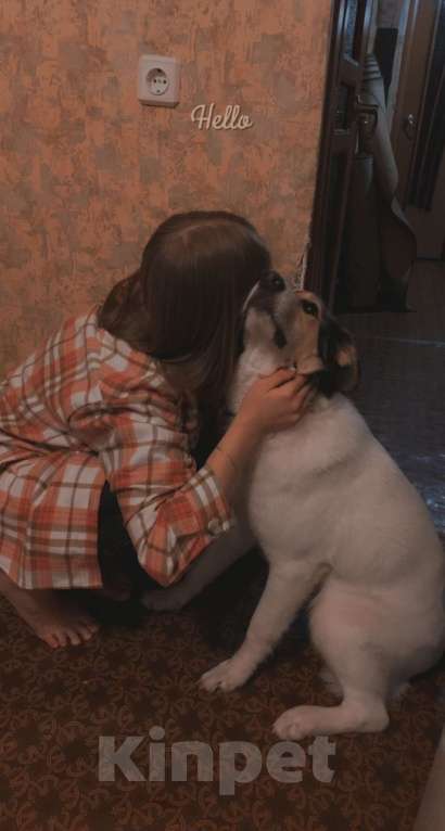 Собаки в Владимире: Пропал мой верный друг( Девочка, Бесплатно - фото 1