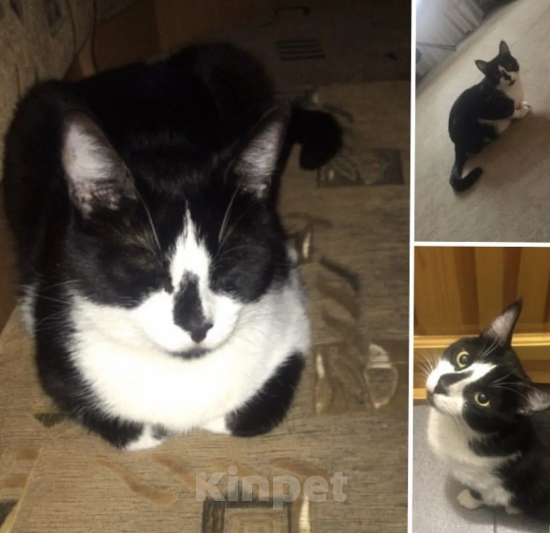 Кошки в Москве: Котик в добрые руки Мальчик, 1 руб. - фото 2