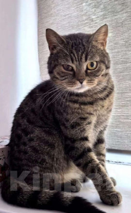 Кошки в Химках: Анфиса — маленькая принцесса ищет дом! Девочка, Бесплатно - фото 2