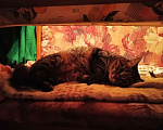 Кошки в Москве: Бабушкина кошка Варя ищет новый дом! Девочка, Бесплатно - фото 4