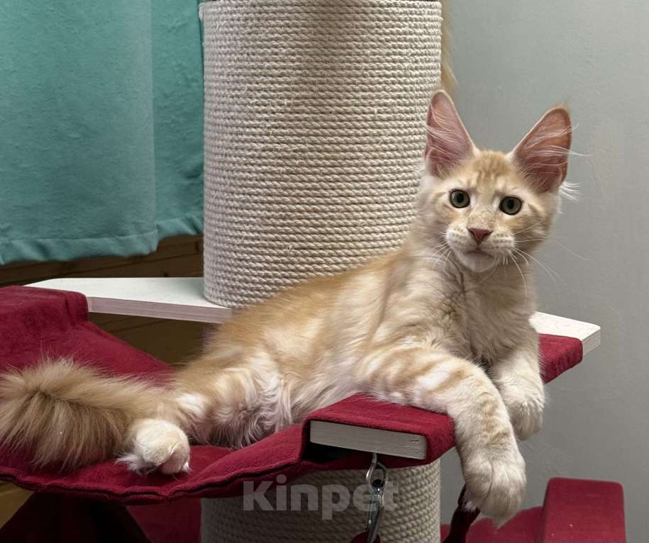 Кошки в Чайковском: Мейн- кун  котенок Мальчик, Бесплатно - фото 2