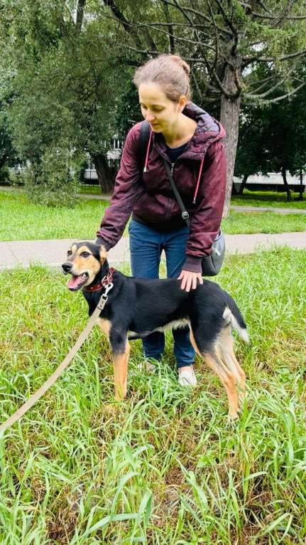 Собаки в Москве:  Молли ищет дом и человека, с которым будет делить каждое счастливое мгновение! Девочка, Бесплатно - фото 5