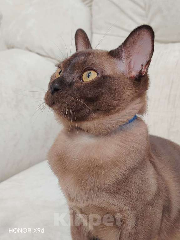 Кошки в Тюмени: Бурма котёнок Мальчик, 35 000 руб. - фото 3