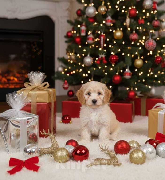 Собаки в Москве: Элитная кавапу мини, девочка | кремовый окрас | премиальное качество Девочка, 90 000 руб. - фото 4