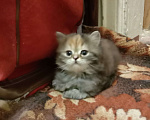 Кошки в Краснодаре: Кошечка - черепашечка Девочка, 5 000 руб. - фото 2