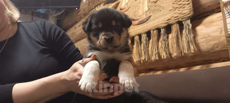 Собаки в других городах Ленинградской области: Австралийские ретриверы, метисы Девочка, Бесплатно - фото 1
