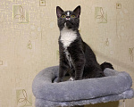 Кошки в Долгопрудном: Котенок из приюта Мальчик, Бесплатно - фото 7