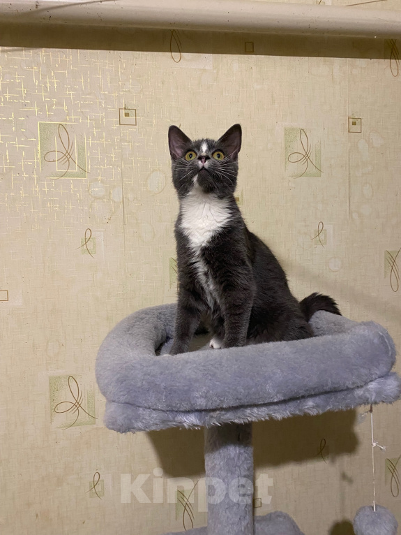 Кошки в Долгопрудном: Котенок из приюта Мальчик, Бесплатно - фото 7