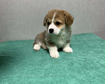 Собаки в Гвардейске: Щенки вельш-корги пемброк Мальчик, 85 000 руб. - фото 5