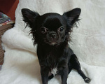 Собаки в Новосибирске: Щенок Чихуахуа Девочка, 85 000 руб. - фото 5
