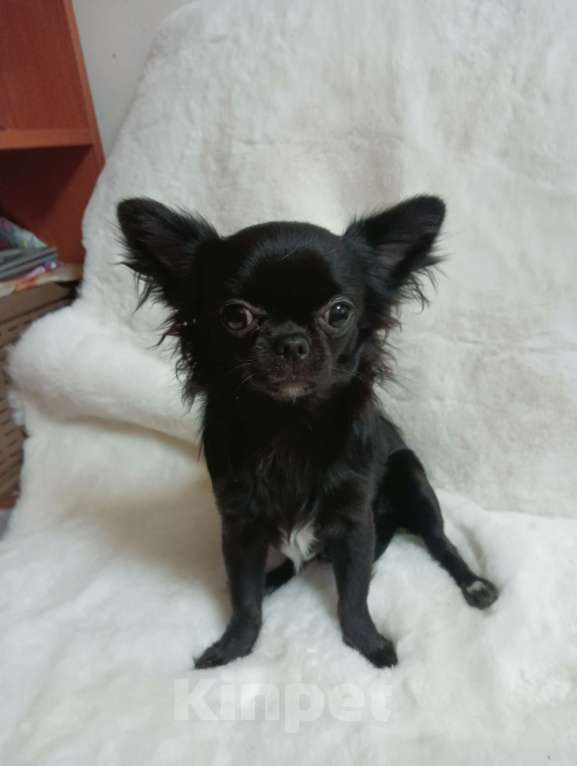 Собаки в Новосибирске: Щенок Чихуахуа Девочка, 85 000 руб. - фото 5