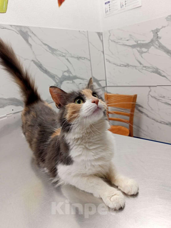 Кошки в Москве: Трёхцветная мейнкунистая кошечка  Девочка, Бесплатно - фото 2