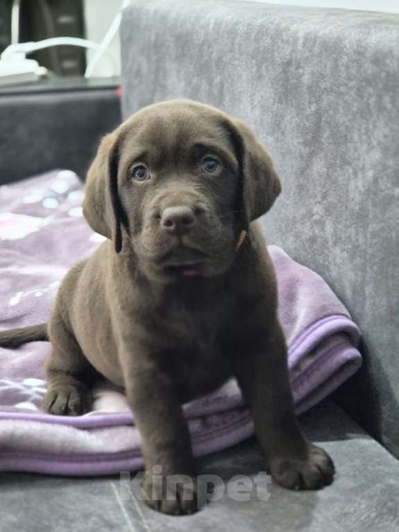 Собаки в других городах Крыма: Щенки лабрадора-ретривера Мальчик, 35 000 руб. - фото 4