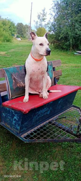 Собаки в Москве: Отдам питбуля в добрые руки Мальчик, Бесплатно - фото 5