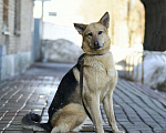 Собаки в Москве: Ода в добрые руки Девочка, Бесплатно - фото 4