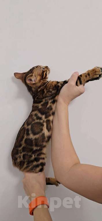 Кошки в Ставрополе: Бенгальские котята Мальчик, 40 000 руб. - фото 6